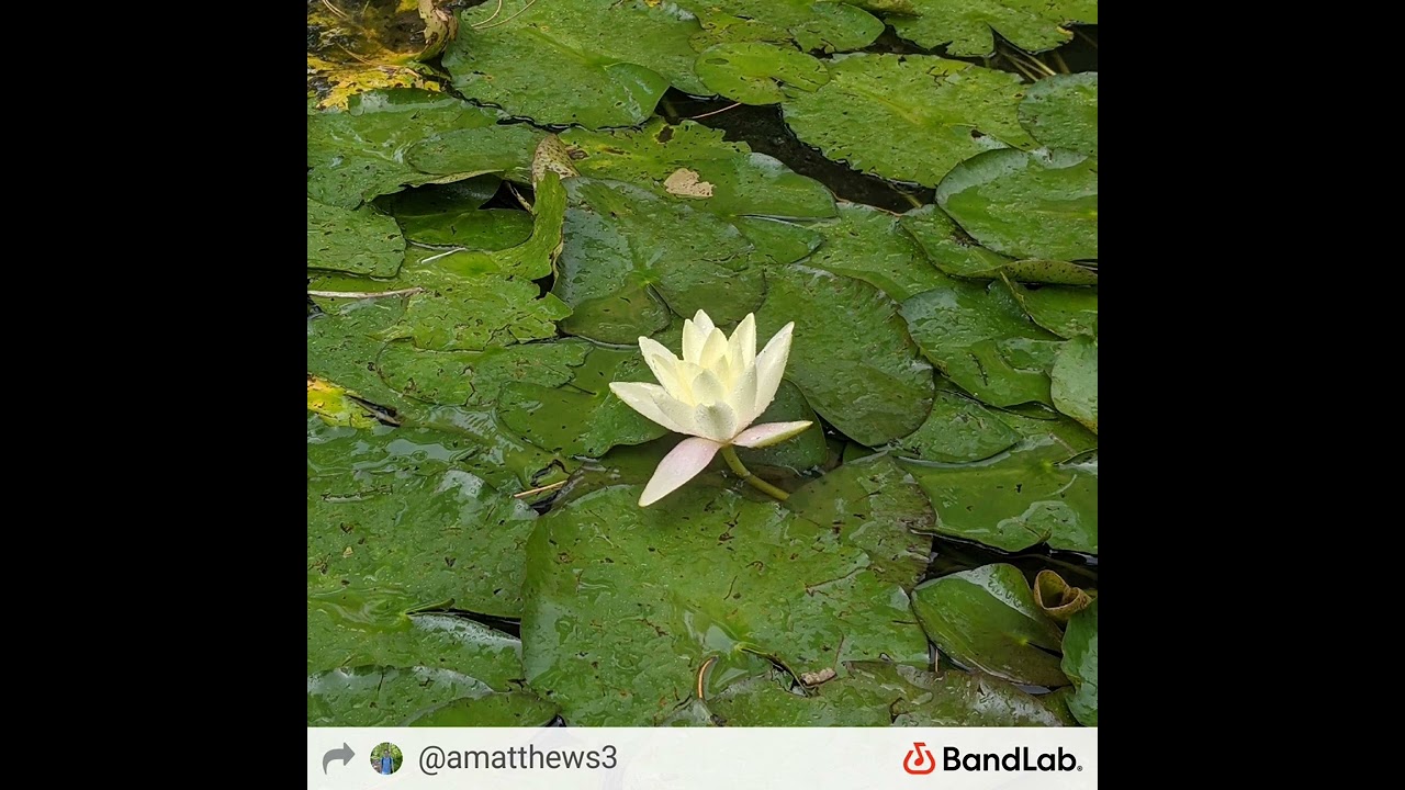 Guarda In/out, deep/slow, calm/ease, smile/release, present moment/only moment su YouTube Guarda In/out, deep/slow, calm/ease, smile/release, present moment/only moment su YouTube