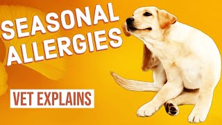 Seasonal Allergies in Dogs