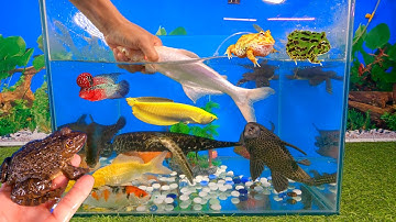 Video tổng hợp cá cảnh đẹp, cá rồng, cá la hán, cá mập abino, cá sấu, sinh vật dưới nước