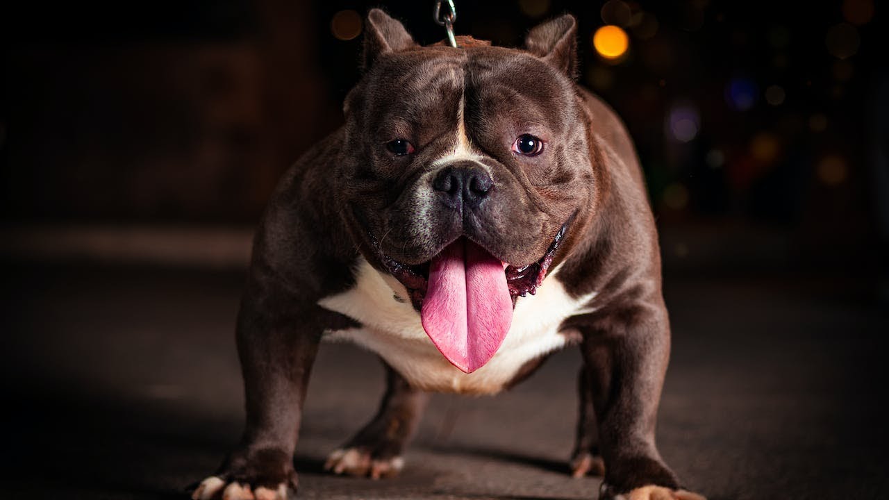can-dogs-see-at-night-youtube