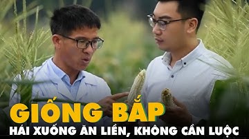 Việt Nam đã có giống bắp hái xuống ăn liền, không cần luộc