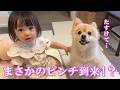 愛犬と赤ちゃんの仲良し生活に、まさかの危機が訪れました…
