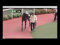【パドック】 友道康夫厩舎のビーチサンバ 池江泰寿厩舎のオーロトラジェは2着 2018年9月15日(土) 4回阪神3日 5R メイクデビュー阪神 芝 1600m