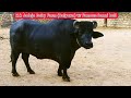 Kk jadeja dairy farm baiyawa  banni bull bannibull bannibuffalo bannibullfight banni