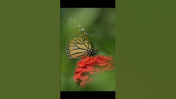 القرآن الكريم سورة نوح
