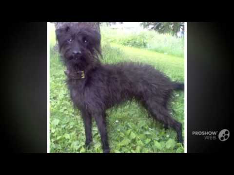 Video: Polnischer Jagdhund