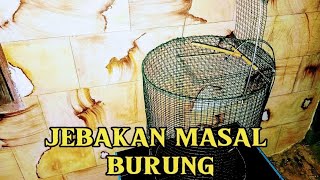 Membuat Jebakan masal untuk burung Pintu perangkap Otomatis dari kawat ram