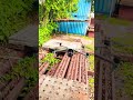 drone video #djidrone #automobile #shortvideo #velocidrone #drone #nature #funny #djimini2 #video
