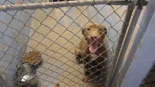 DOGS (2) for ADOPTION @ North Platte Animal Shelter ~ 1-16-2015