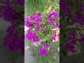 Summer blossoms are nature’s love letters written in color and scent.