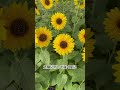花に癒されて Part11 ひまわり
