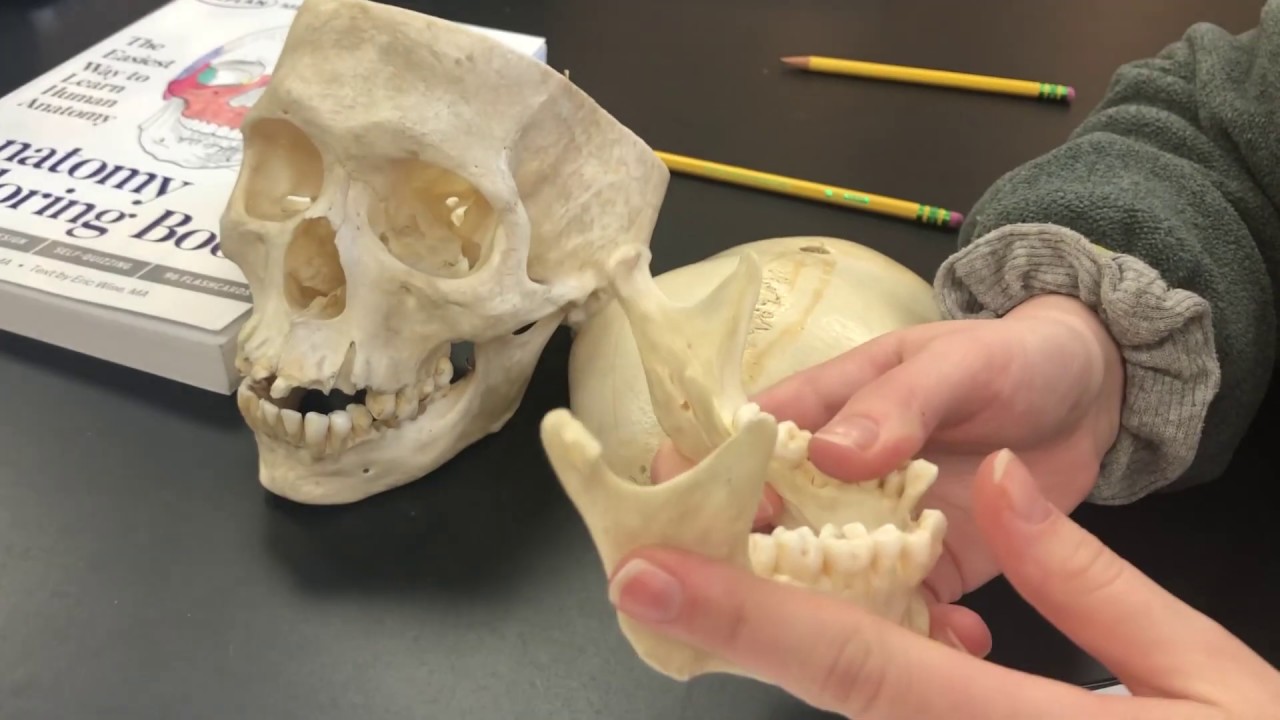 Anatomy unit 1 bones - YouTube