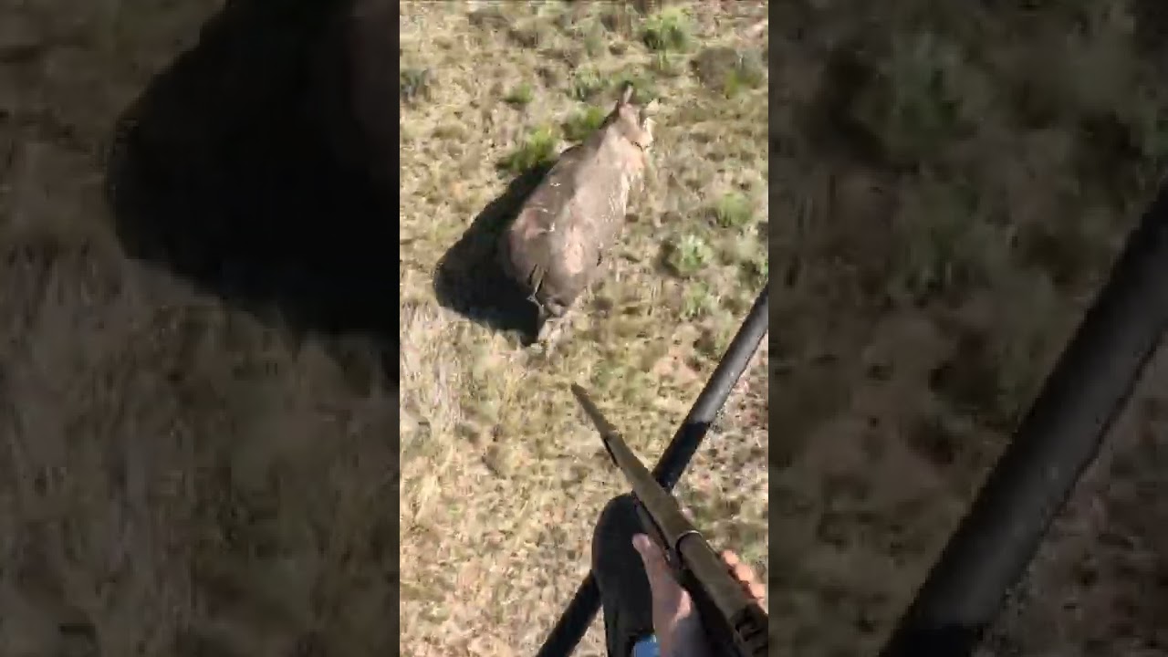 Hunting Rhinoceros with a tranquilizer 