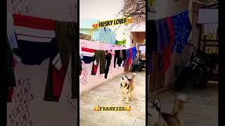Huksy Lover ॥ Siberian Huskies॥Family Dog ॥ Journeys and Tours with Pinda wale ॥