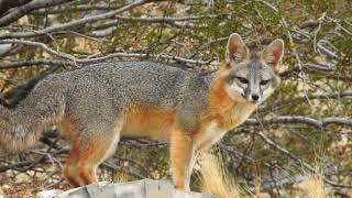 Beautiful, healthy gray fox