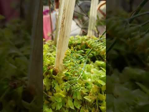 fennel flowers