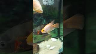 Fish Holding onto a Pacifier