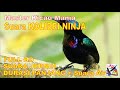 Masteran Murai, Suara Burung KOLIBRI NINJA Durasi Panjang + Terapi Suara Air Mengalir...FULL HD..!!!