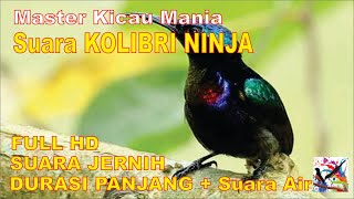 Masteran Murai, Suara Burung KOLIBRI NINJA Durasi Panjang + Terapi Suara Air Mengalir...FULL HD..!!!