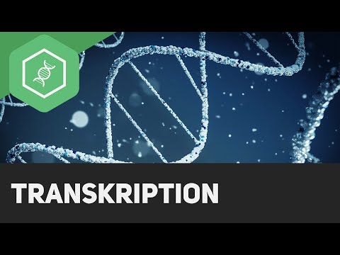 Video: Welche Nukleinsäure wird bei der Transkription gebildet?