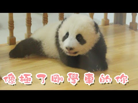 《熊貓早晚安》像極了剛學車的你 | iPanda熊貓頻道