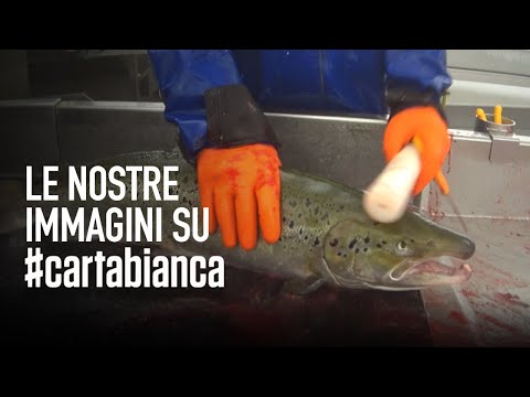 La sofferenza dei pesci: le nostre immagini su Cartabianca