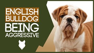 AGGRESSIVE ENGLISH BULLDOG TRAINING! How To Train Aggressive English Bulldog Puppy!