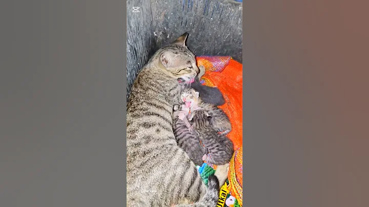 Video 7034071: cute catlover pets cats, catlover pets cats animal, cats catlover kitten, cats baby animals pets, cat adorable kitten, cats animals cuteness asian, cats animals sweetness cuteness, cat family animals