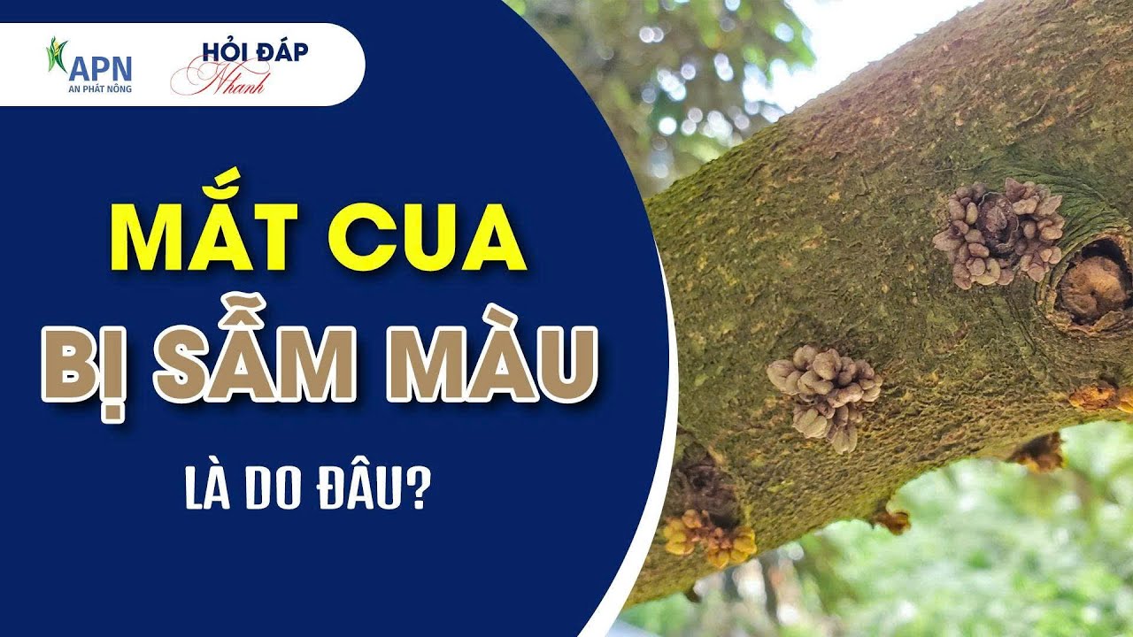 APN - MẮT CUA BỊ SẪM MÀU XỬ LÝ THẾ NÀO? | HỎI ĐÁP NHANH