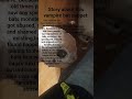 ... #wildlife #bats #bat #dragonpuppets #story