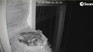 Mother Bird Feeding Her Baby Chicks - Live Robin's Nest Camera