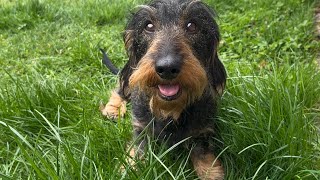 Our cute dachshund controls everything #TeddyTheDachshund