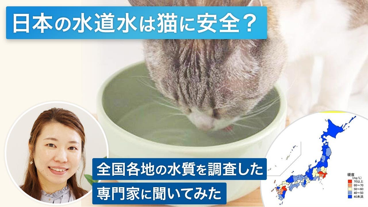 猫の尿路結石を予防するには？水に含まれるミネラル分にも着目して