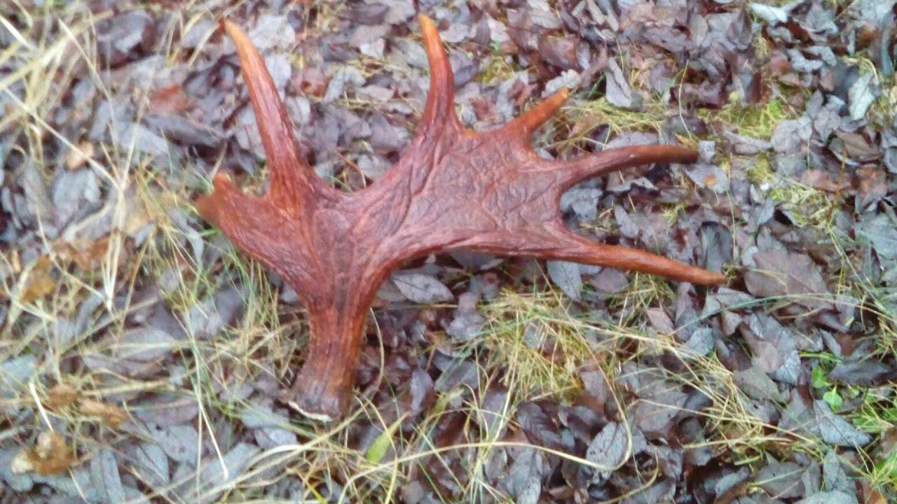 Лосиные рога в лесу. Как найти рога. Как найти рога. Как найти рога. Лосиные рога в лесу.