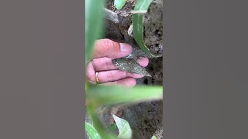 Phần 95 | Sự tích khô cá sặc