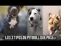 LOS 3 TIPOS DE PITBULL QUE PASEO...