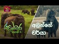 Sobadhara - Sri Lanka Wildlife Documentary | 2020-09-11 | Elephant's behaviour (අලින්ගේ චර්යා)