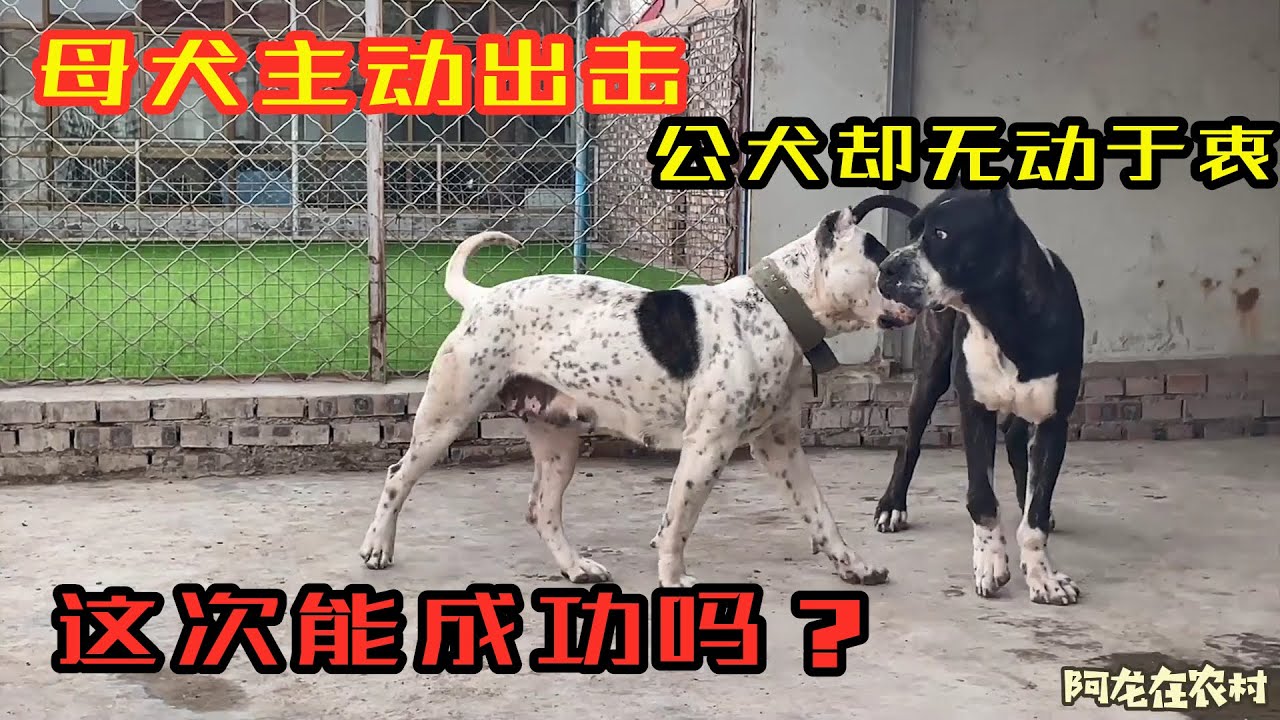 母犬发情后搔首弄姿，但是种公却“有心无力”，这次能成功吗？