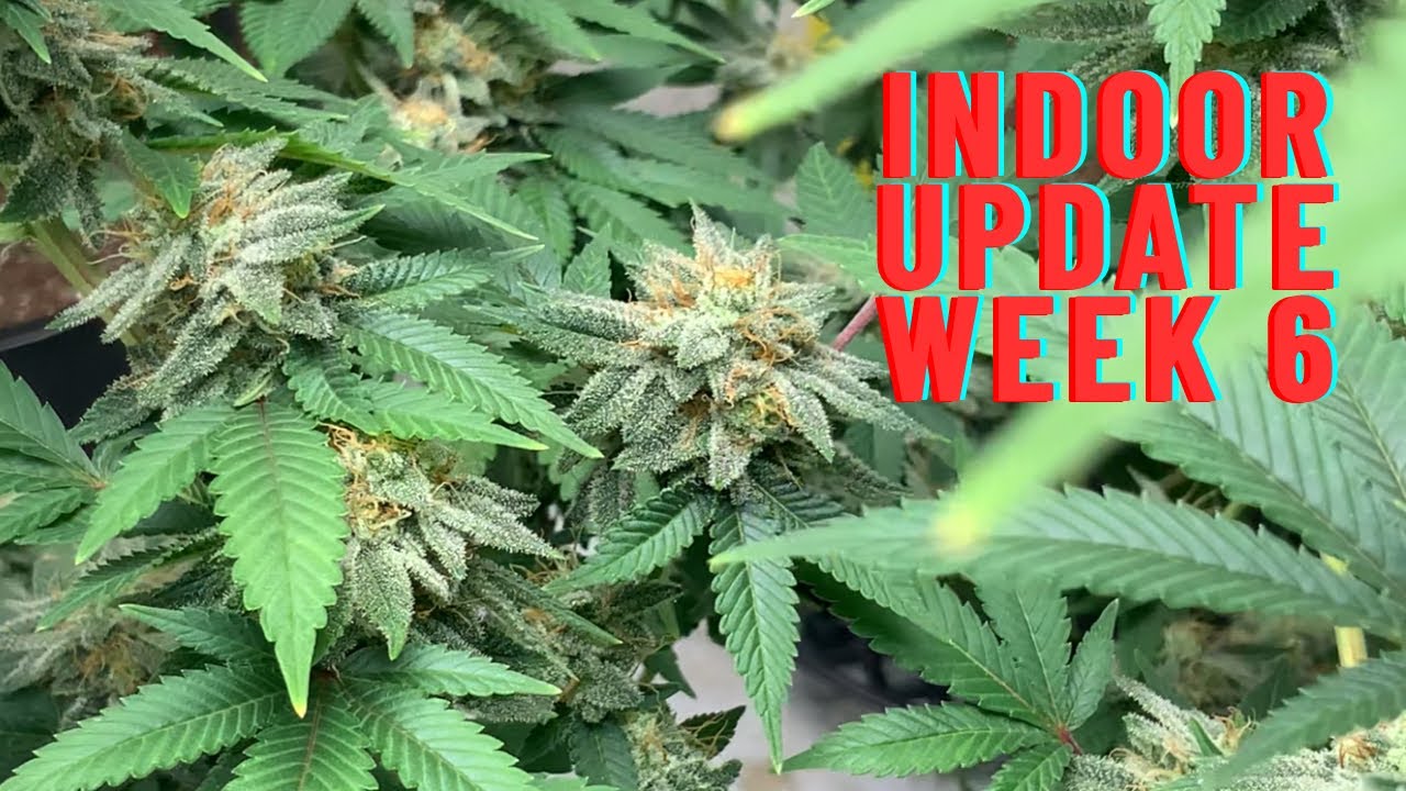 5 strains of DANK IN FLOWER