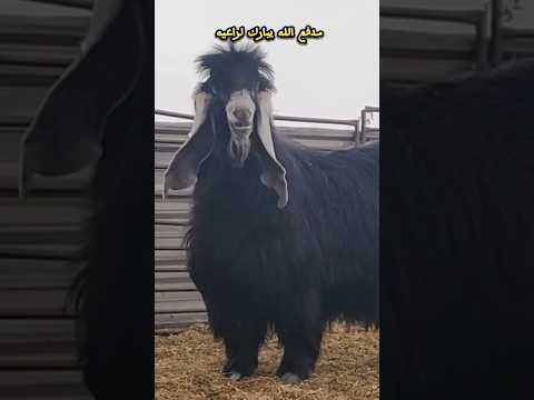 مدفع اللهم بارك