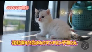 【4/5産まれマンチカンこねこ初投稿】ブルーホワイト中足の男の子