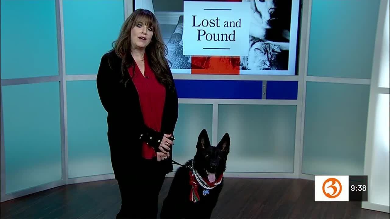 LOST & POUND: Pets aren't presents unless everyone is onboard