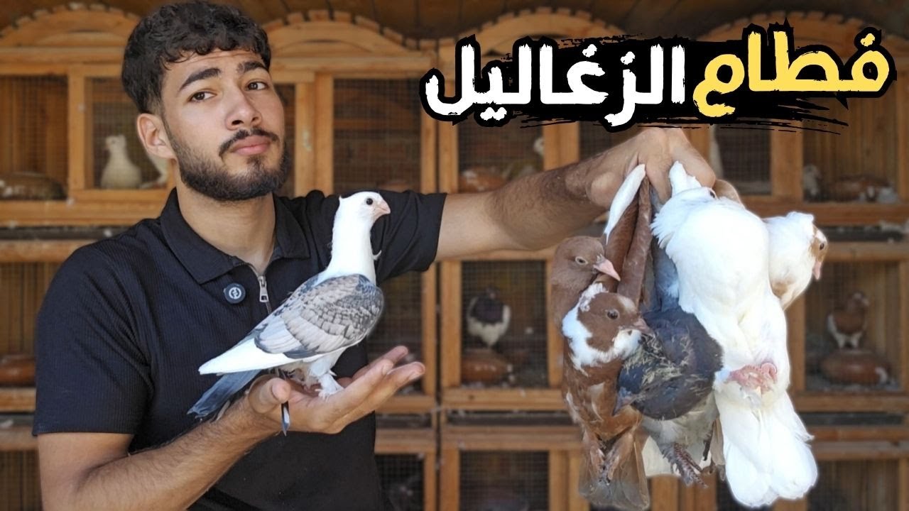 شوف فطام زغاليل الحمام 🧐 انسب عمر للفطام الزغاليل 👌