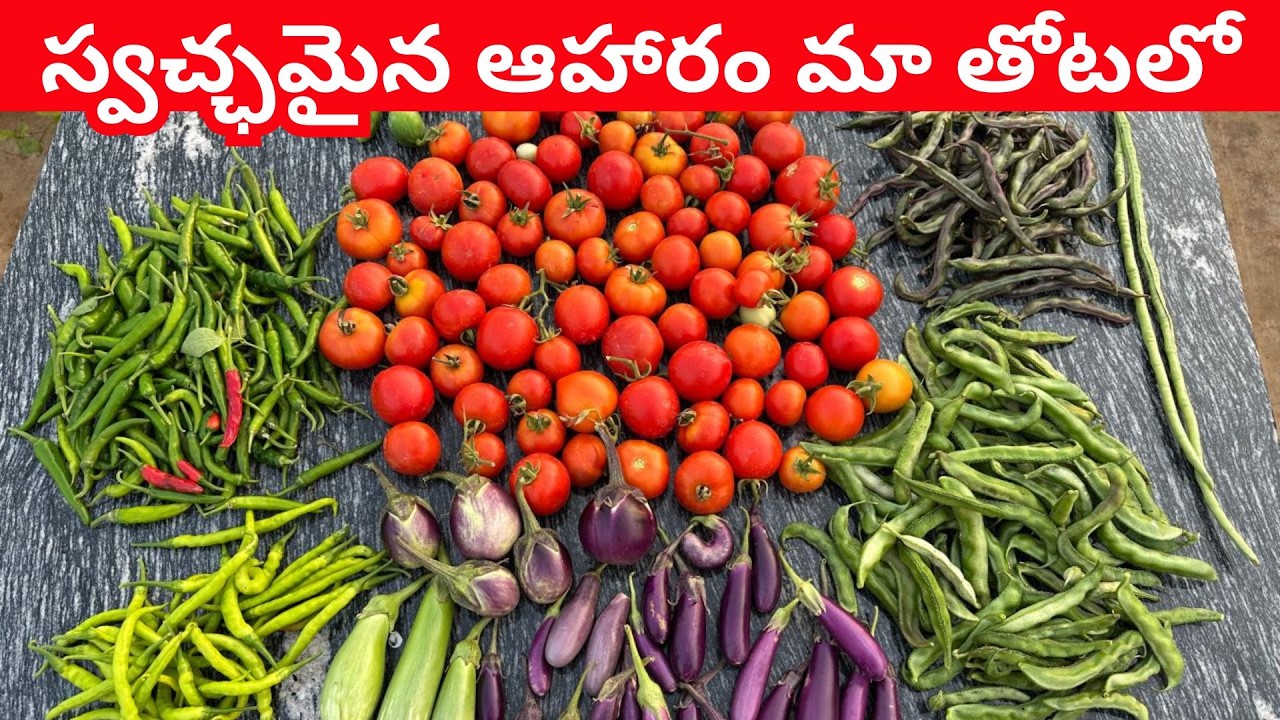 పురుగు మందులు లేని కూరగాయలు,ఫ్రూట్స్ పండించుకొని తింటున్నాము #trending #garden #organic #plants