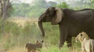 Сумасшедшая Атака Слона На Льва! Редкие Битвы Животных Снятые На Камеру