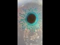 Blue Button jellyfish Porpita Porpita Christmas Star