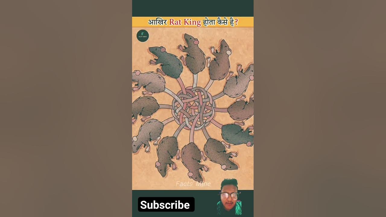 how-does-a-rat-king-happen-shorts-youtube