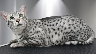 Download Lagu This Unusual Cat Breed is both Beautiful and Vocal 😻 MP3 Download Lagu This Unusual Cat Breed is both Beautiful and Vocal 😻 MP3