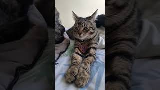 cat #mybaby #soothingrelaxation #goviral #fyp #for #catslover #catvideo #subscribetomychannel