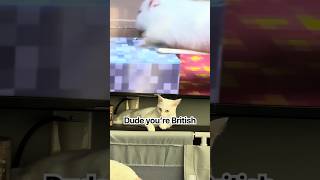 You’re British?🤷‍♀️ #funny #cat#cute #funnycats